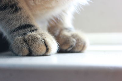 Cropped image of cat paw