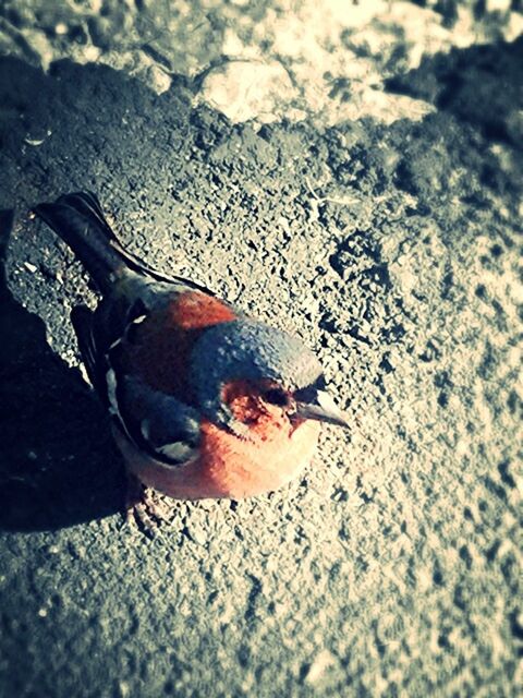 animal themes, one animal, animals in the wild, close-up, wildlife, high angle view, street, selective focus, sunlight, outdoors, day, ground, insect, no people, road, shadow, dead animal, nature, zoology, footpath