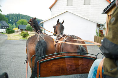 Horses in a building