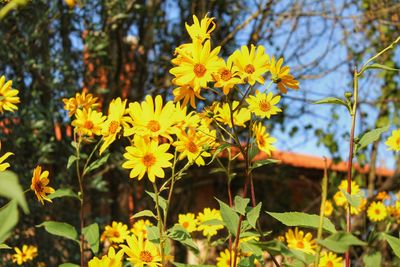 Close-up of yellow flowering plants