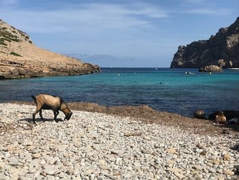 View of a horse in the sea