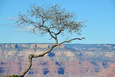 Bare tree against clear blue sky