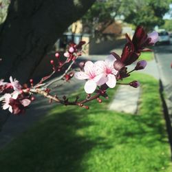Close-up of cherry blossoms in spring