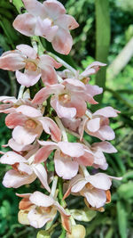 Close-up of white flowering plant