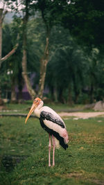 Bird perching on field