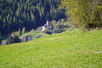 Trees and plants growing on field