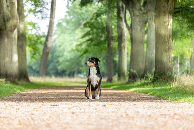 Dog running in a forest