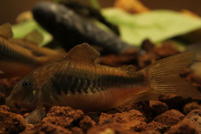 Close-up of fish swimming in aquarium