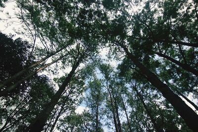 Low angle view of trees against sky