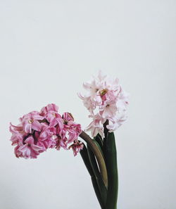 Close-up of pink cherry blossom against white background