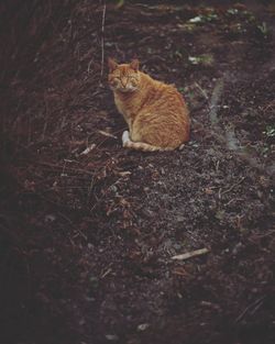 Cat sitting in a field