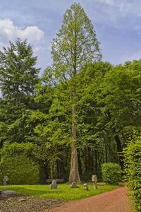 Trees in park against sky