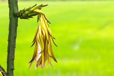 Close-up of yellow flowering plant on field