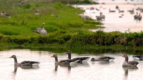 Swans swimming in lake