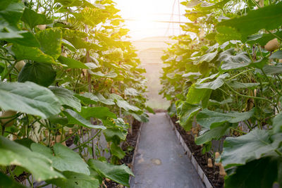 Close-up of fresh green plants in field