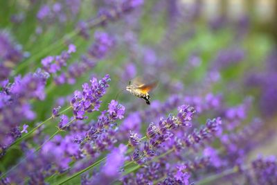 Close-up of butterfly pollinating on purple flower