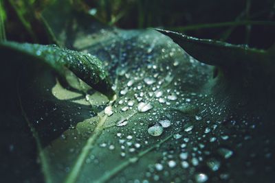 Close-up of raindrops on leaves