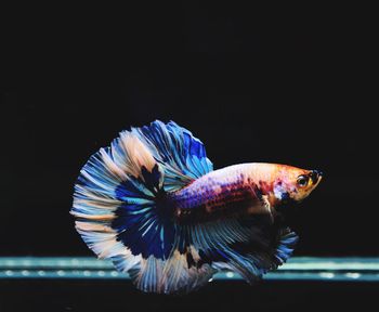 Close-up of fish swimming in sea