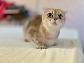 Portrait of cat sitting on bed