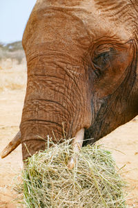 Close up of an african elephant - loxodonta africana at a conservancy in nanyuki, kenya