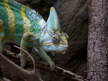Close-up of lizard on tree trunk