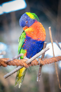 Lorikeet bird on rope