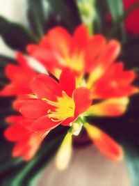 Close-up of orange flower blooming outdoors