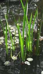 Plants growing in lake