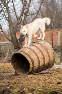 View of a dog on field