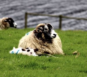 Sheep sitting on field