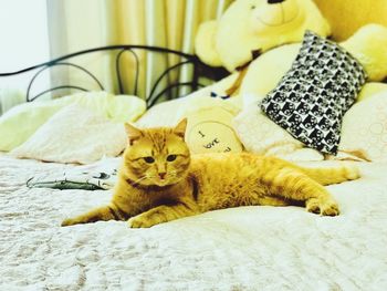 Portrait of cat sitting on bed