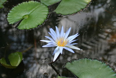 Close-up of water lily in lake