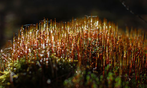 Close-up of wet moss at sunrise