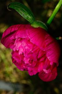 Close-up of flower blooming outdoors