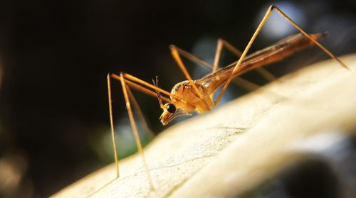 Close-up of insect