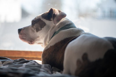 Close-up of a dog resting