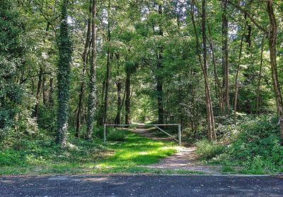 Road amidst trees in forest