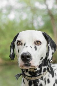 Close-up portrait of dog