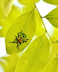 Close-up of insect on leaf