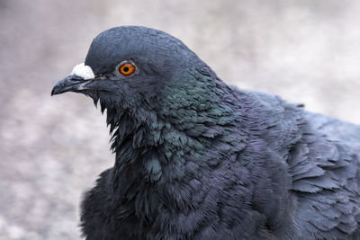 Close-up of a bird