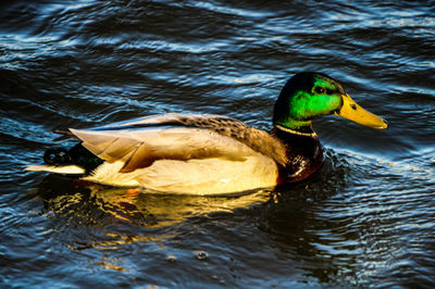 Duck swimming in a lake