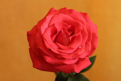 Close-up of pink rose against yellow background