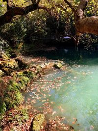 Scenic view of lake in forest