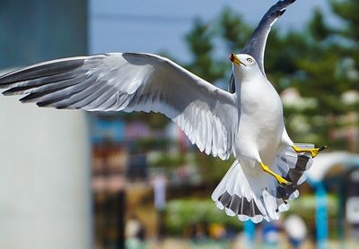 Low angle view of seagull flying in sky