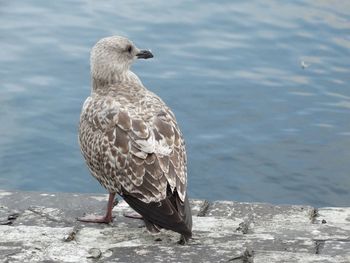 Close-up of seagull perching on shore