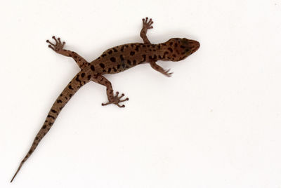 High angle view of lizard on wall