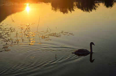 Swan swimming in lake during sunset