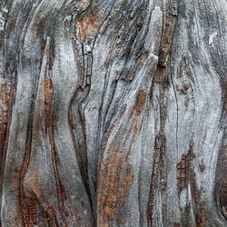 Full frame shot of tree trunk