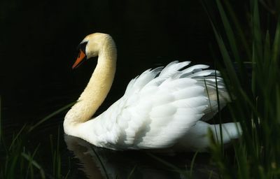 White swan on lake