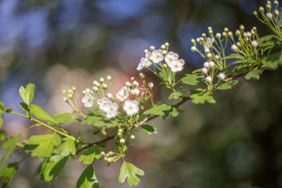 Close-up of flowering plant